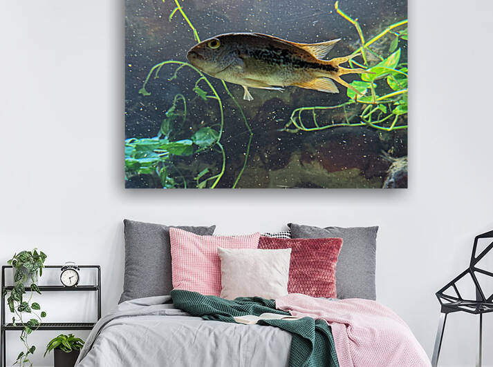 Colorful Fish Reproduction