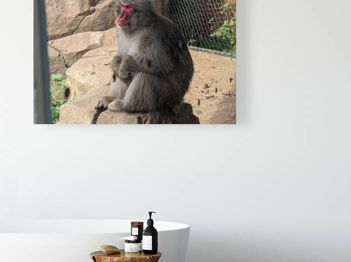 Monkey Reproduction