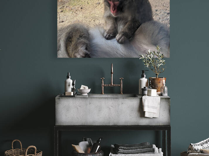 Monkey Reproduction