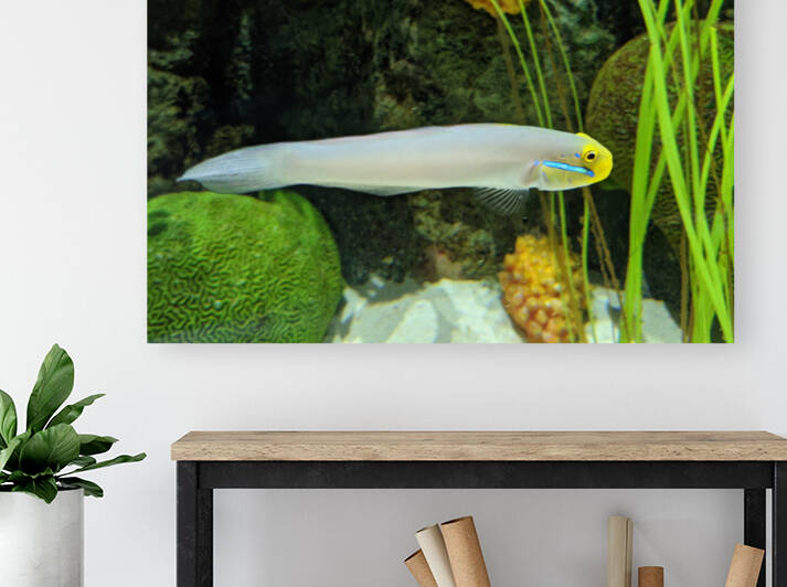 Colorful Fish Reproduction