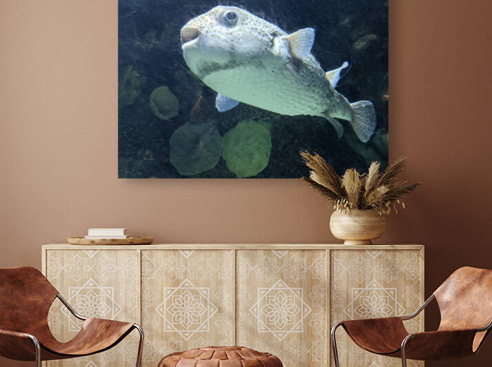 Puffer Fish Reproduction