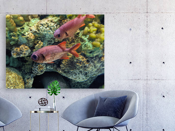 Colorful Fish Reproduction