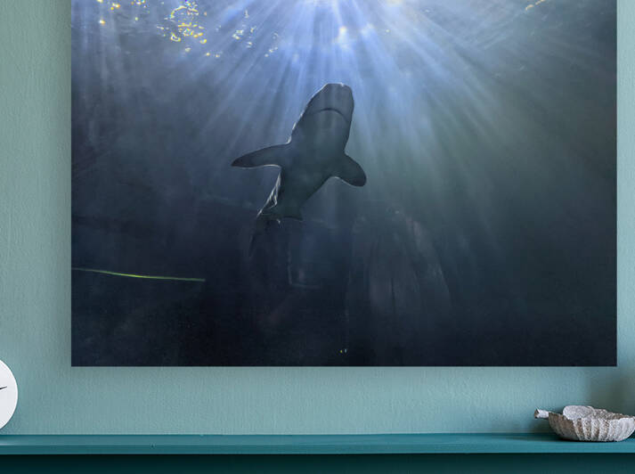 Shark Reproduction