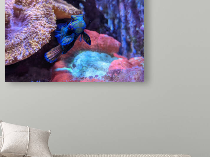 Blue Fish Reproduction