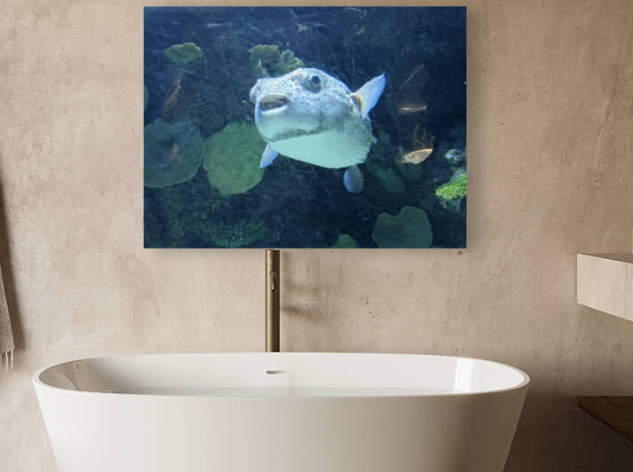Puffer Fish Reproduction