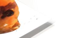 OrangeFish2 HD Metal print