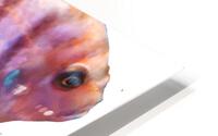 PurpleFish HD Metal print