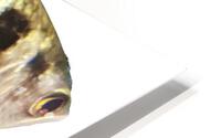 WhiteBlackFish HD Metal print