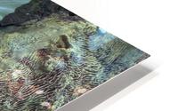 BlueYellowFish HD Metal print