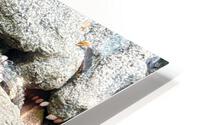 Crocodiles HD Metal print