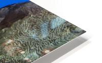 Lobster HD Metal print
