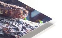 Lizard HD Metal print