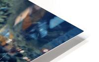 OrangeFishScene HD Metal print