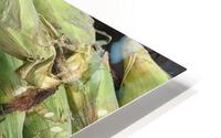 Corn HD Metal print