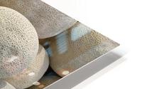 Cantaloupe HD Metal print