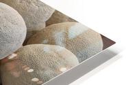 Cantaloupe HD Metal print