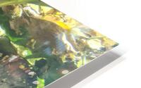 Colorful Fish HD Metal print