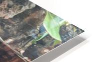 Duck HD Metal print