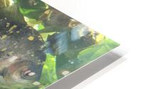 Colorful Fish HD Metal print