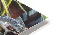 Colorful Fish HD Metal print