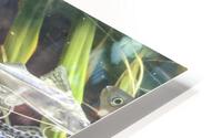 Colorful Fish HD Metal print