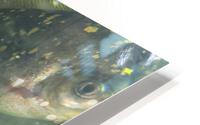 Colorful Fish HD Metal print