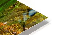 Yellow Eel HD Metal print