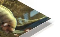 Colorful Fish HD Metal print