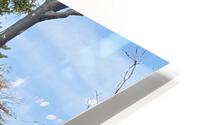 Giraffe HD Metal print