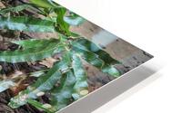 Zoo HD Metal print
