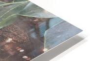 Zoo HD Metal print