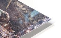 Reptile HD Metal print