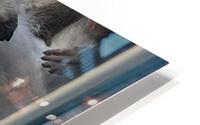 Monkey HD Metal print