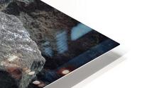 Zoo HD Metal print