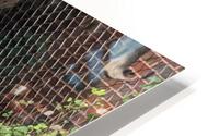 Monkey HD Metal print