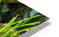 Colorful Fish HD Metal print