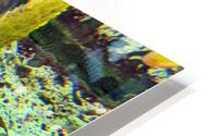 Colorful Fish HD Metal print