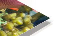 Colorful Fish HD Metal print