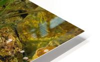 Yellow Eel HD Metal print