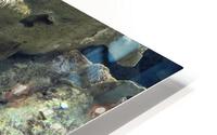 Colorful Fish HD Metal print