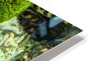 Yellow Eel HD Metal print