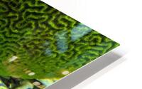 Yellow Eel HD Metal print
