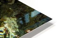 Yellow Eel HD Metal print