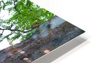 DSC 0077 HD Metal print
