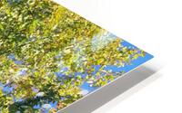 photo HD Metal print