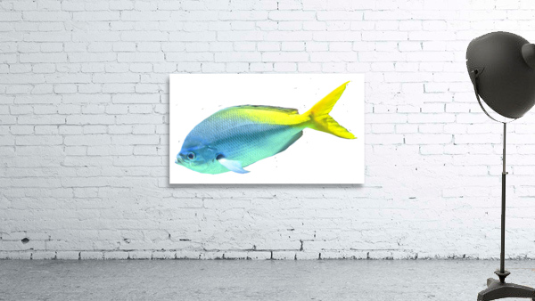 BlueYellow Wall Preview