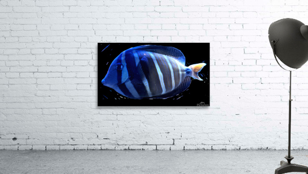 BlueStripedFish Wall Preview