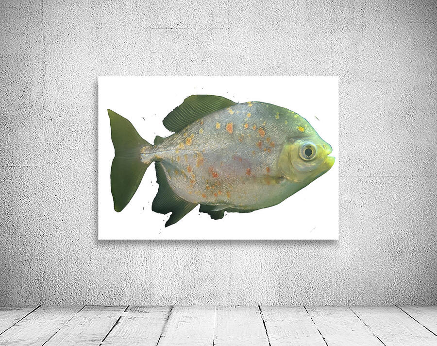 GreenFishwithSpecs Wall Preview