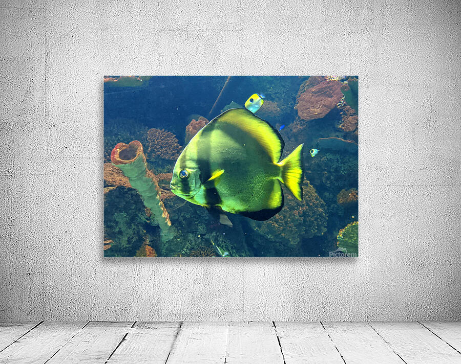 GreenFish Wall Preview