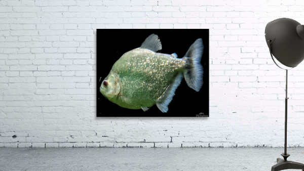 GlitterGreenFish Wall Preview
